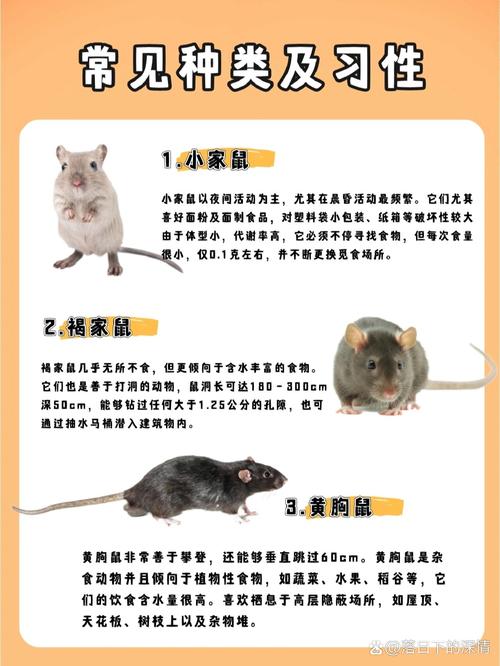 今期生肖鼠有望是什么动物的简单介绍