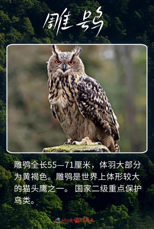 猫头鹰像虎不打一生肖成语的简单介绍
