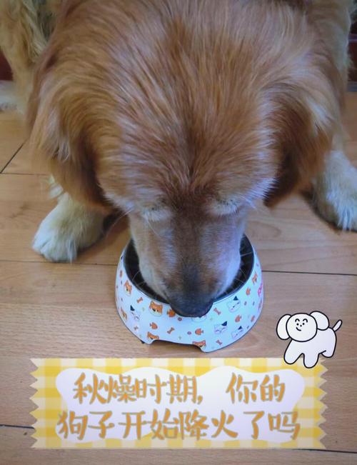 “秋燥”是什么生肖动物的简单介绍