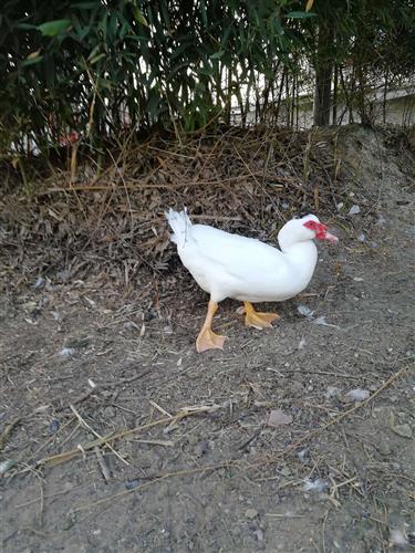 裕承科金，裕是什么意思